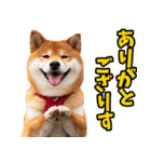 宮城仙台弁☆柴犬（個別スタンプ：12）