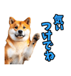 宮城仙台弁☆柴犬（個別スタンプ：13）
