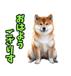 宮城仙台弁☆柴犬（個別スタンプ：14）