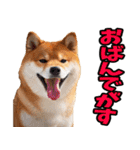 宮城仙台弁☆柴犬（個別スタンプ：16）