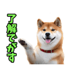 宮城仙台弁☆柴犬（個別スタンプ：19）