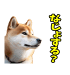 宮城仙台弁☆柴犬（個別スタンプ：24）