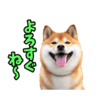 宮城仙台弁☆柴犬（個別スタンプ：26）