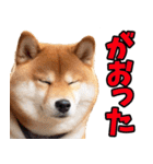 宮城仙台弁☆柴犬（個別スタンプ：29）