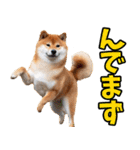 宮城仙台弁☆柴犬（個別スタンプ：30）