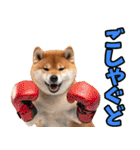 宮城仙台弁☆柴犬（個別スタンプ：31）