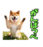 宮城仙台弁☆柴犬（個別スタンプ：32）