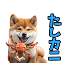 宮城仙台弁☆柴犬（個別スタンプ：34）