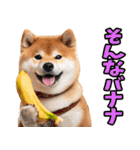 宮城仙台弁☆柴犬（個別スタンプ：35）