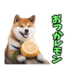 宮城仙台弁☆柴犬（個別スタンプ：36）