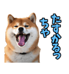 宮城仙台弁☆柴犬（個別スタンプ：37）