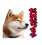 宮城仙台弁☆柴犬（個別スタンプ：38）