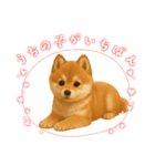 柴ポメ(柴犬×ポメラニアン)ミックスの毎日（個別スタンプ：2）