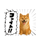 柴ポメ(柴犬×ポメラニアン)ミックスの毎日（個別スタンプ：3）