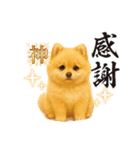 柴ポメ(柴犬×ポメラニアン)ミックスの毎日（個別スタンプ：5）