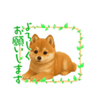 柴ポメ(柴犬×ポメラニアン)ミックスの毎日（個別スタンプ：6）