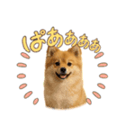 柴ポメ(柴犬×ポメラニアン)ミックスの毎日（個別スタンプ：7）