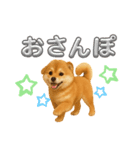 柴ポメ(柴犬×ポメラニアン)ミックスの毎日（個別スタンプ：8）