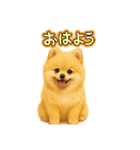 柴ポメ(柴犬×ポメラニアン)ミックスの毎日（個別スタンプ：9）