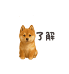 柴ポメ(柴犬×ポメラニアン)ミックスの毎日（個別スタンプ：11）