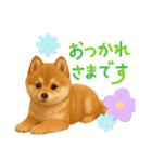 柴ポメ(柴犬×ポメラニアン)ミックスの毎日（個別スタンプ：12）