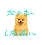 柴ポメ(柴犬×ポメラニアン)ミックスの毎日（個別スタンプ：14）