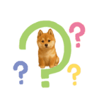 柴ポメ(柴犬×ポメラニアン)ミックスの毎日（個別スタンプ：15）