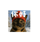 小花達病気中（台湾華語）（個別スタンプ：2）