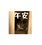 小花達病気中（台湾華語）（個別スタンプ：3）
