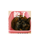 小花達病気中（台湾華語）（個別スタンプ：5）