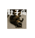 小花達病気中（台湾華語）（個別スタンプ：8）