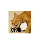 小花達病気中（台湾華語）（個別スタンプ：9）