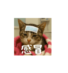 小花達病気中（台湾華語）（個別スタンプ：12）