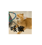 小花達病気中（台湾華語）（個別スタンプ：13）