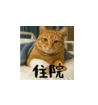 小花達病気中（台湾華語）（個別スタンプ：14）