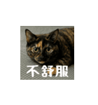 小花達病気中（台湾華語）（個別スタンプ：15）