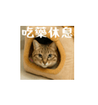 小花達病気中（台湾華語）（個別スタンプ：16）