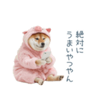 冬のおデブな柴犬【ダイエット・面白い】（個別スタンプ：5）