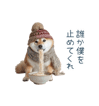 冬のおデブな柴犬【ダイエット・面白い】（個別スタンプ：8）