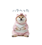 冬のおデブな柴犬【ダイエット・面白い】（個別スタンプ：10）