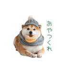 冬のおデブな柴犬【ダイエット・面白い】（個別スタンプ：22）