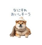 冬のおデブな柴犬【ダイエット・面白い】（個別スタンプ：23）