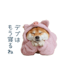 冬のおデブな柴犬【ダイエット・面白い】（個別スタンプ：26）