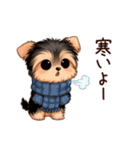 冬のヨークシャテリア（個別スタンプ：14）