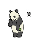 スマホパンダ（個別スタンプ：34）