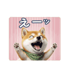 柴犬の一年中使えるスタンプ（個別スタンプ：13）