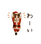 踊る♡ねこサンタクロース（個別スタンプ：14）