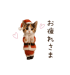 踊る♡ねこサンタクロース（個別スタンプ：15）