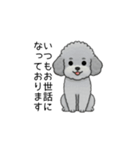 使いやすい長文のトイプードル②(敬語)（個別スタンプ：1）
