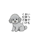 使いやすい長文のトイプードル②(敬語)（個別スタンプ：23）